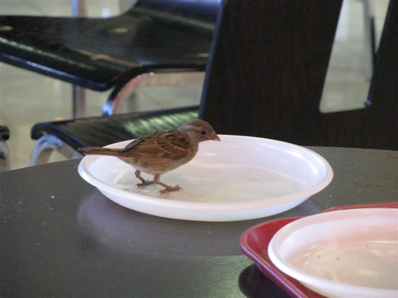 0 Птица в тарелке.jpg