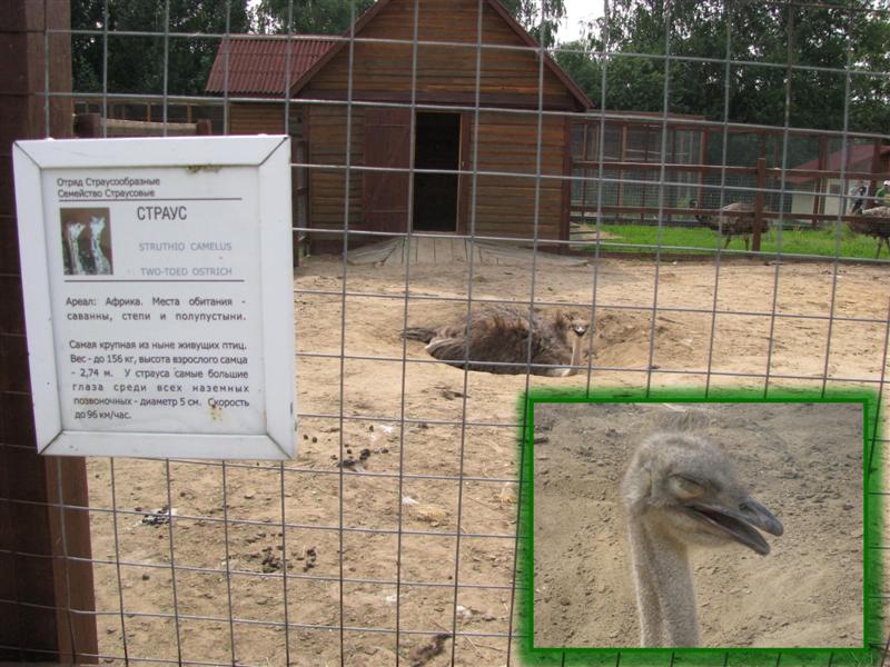 10 Смешной страус.jpg