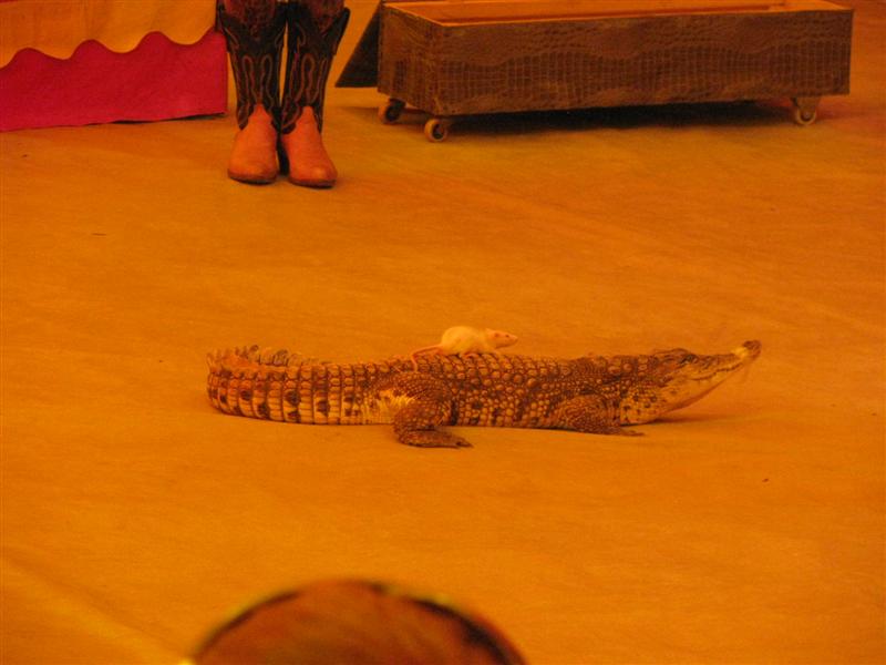 43 Крокодил с крысой.JPG