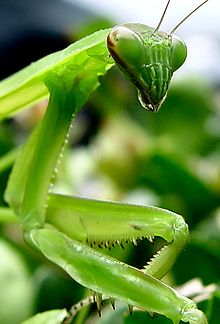 220px-Praying_Mantis_by_clearlyambiguous.jpg