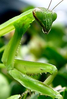 220px-Praying_Mantis_by_clearlyambiguous.jpg