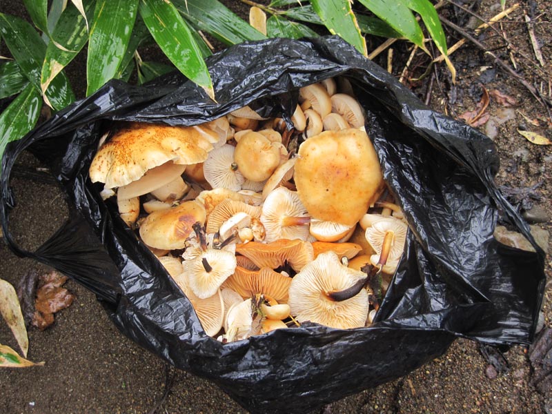 5 Грибной улов.jpg