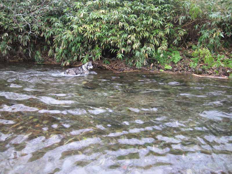 2 Охотник за рыбами.jpg