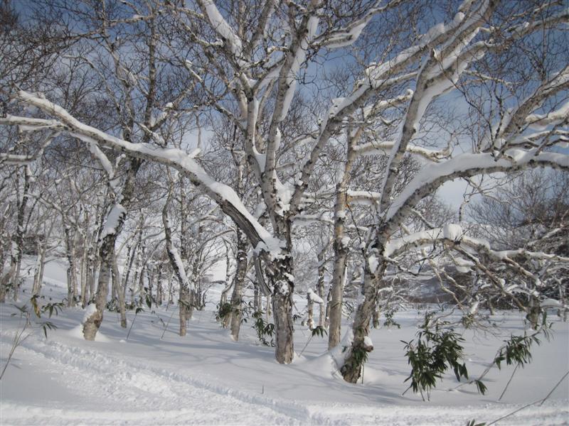 07 Дикие леса.JPG