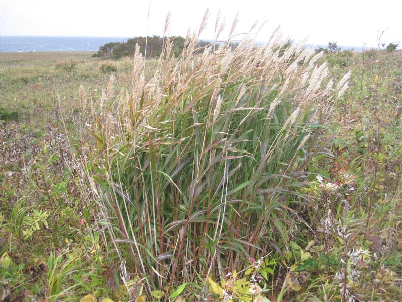 21 Хлеба колосятся - 2-й день.JPG