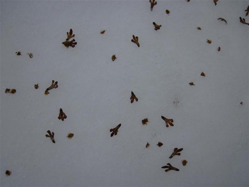 Птичьи лапки.JPG